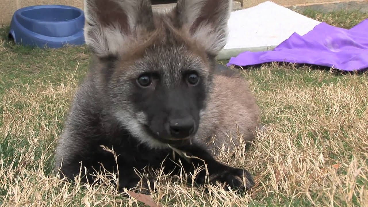Outside for the First Time! Maned Wolf Pups at the Houston Zoo