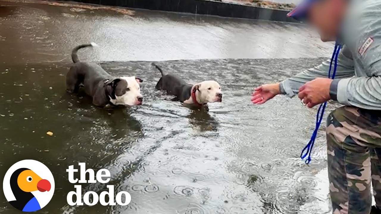 Abandoned Pitties Stuck In A Canal In The Rain Get Rescued | The Dodo