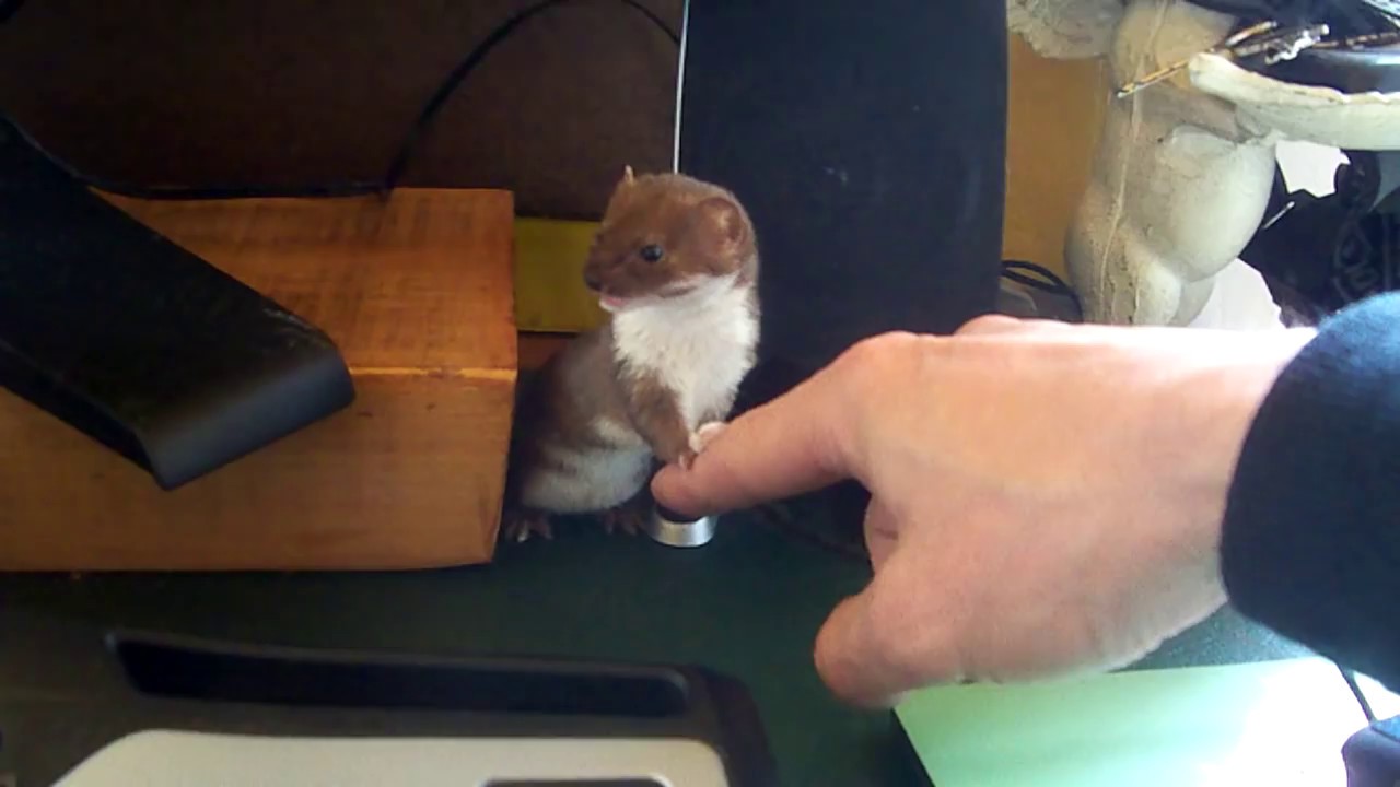 Ozzy the Totally Adorable Desk Weasel