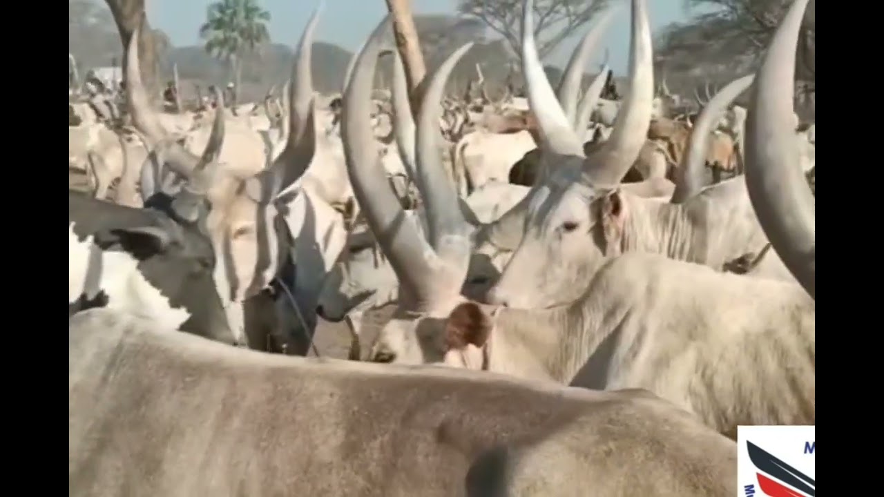 Ahoc. Thon Pagan Makur Amour's herd of cattle @Muor-Ager