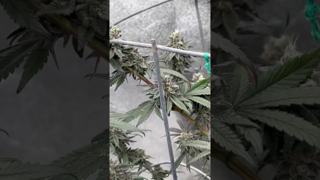 Grease monkey Week 7 of flower #grow