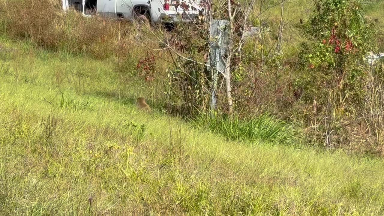 RAW: Rehsus monkeys form Tulane University escape in Interstate 59 crash