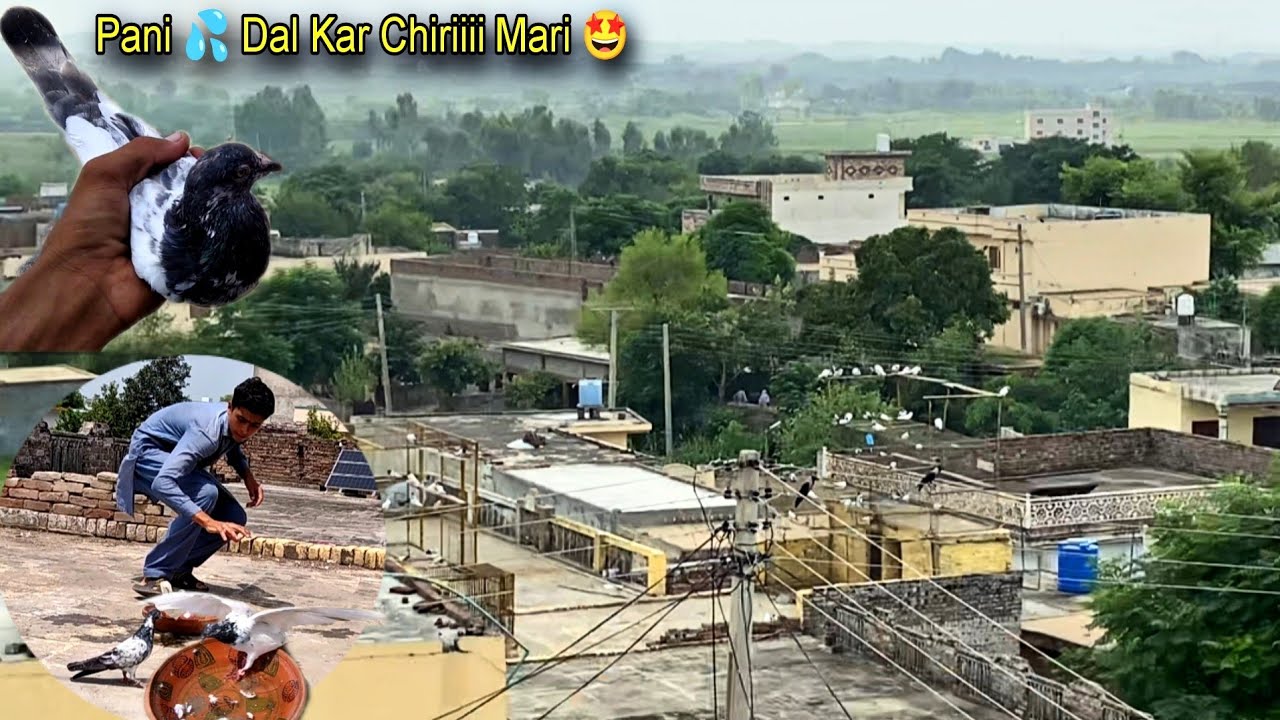 Chiri Mari K Record Tor Diye 😃 5 Kabootar Pakar Liye 😍 پانی 💦 سے کبوتر پکڑا 💥
