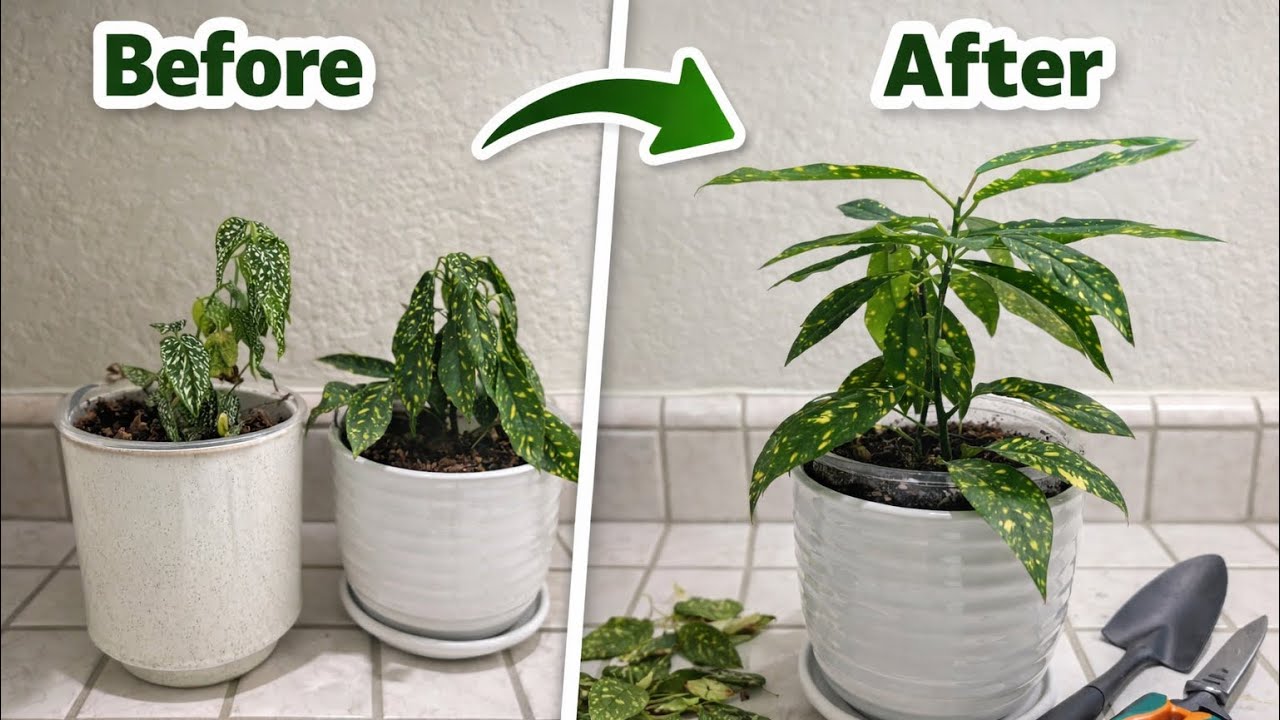 Refresh my plants with me! 