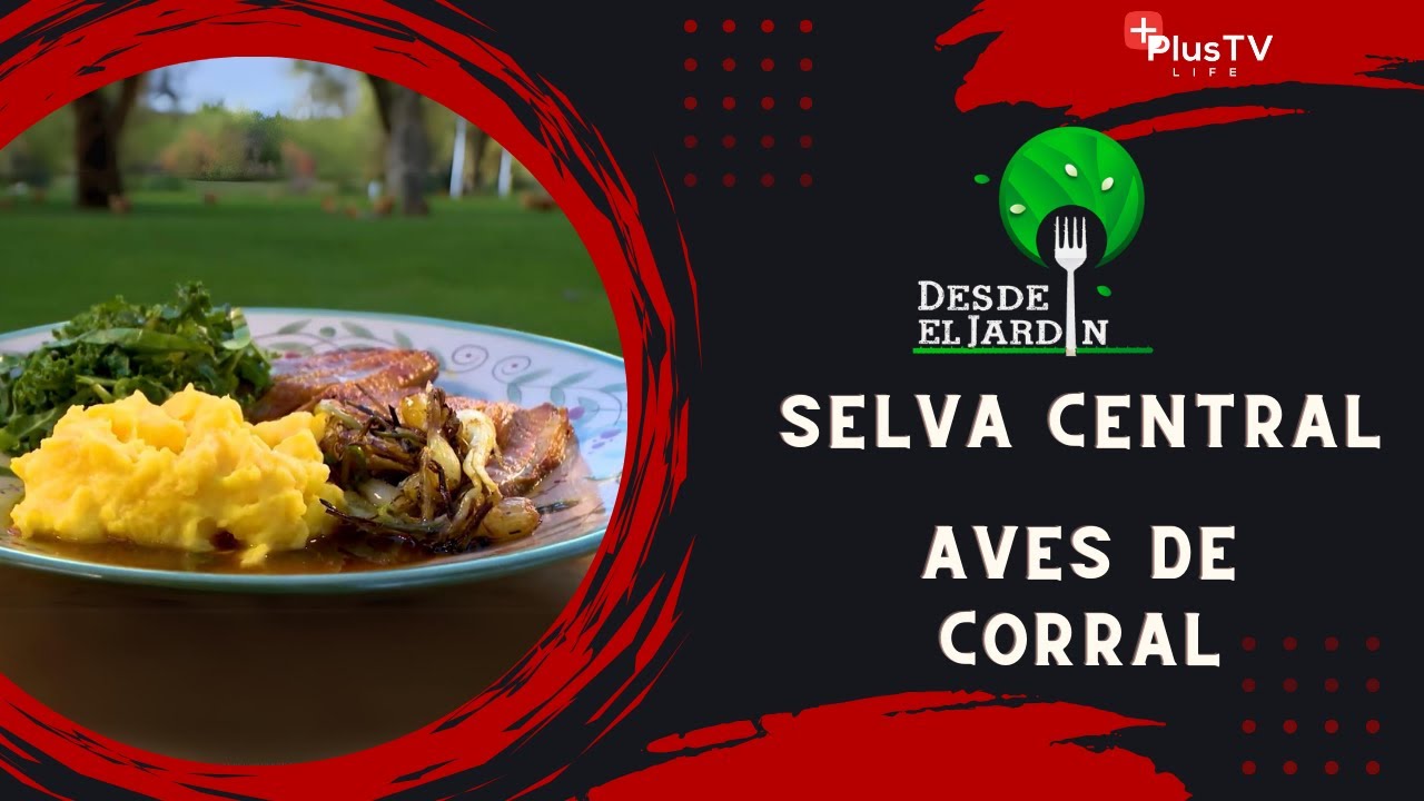 Desde el Jardín - Selva Central: AVES de granja