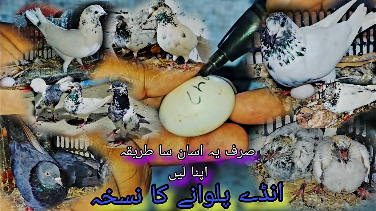 How we can save pigeons eggs for breeding || اب جوڑے دونوں انڈوں کے بچے برابر اور صحیح پا لیں گے