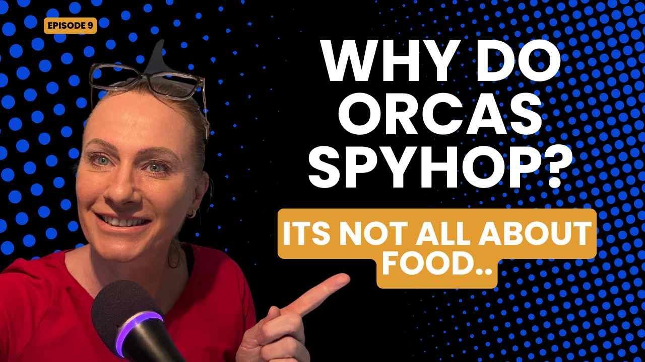 Why Do Orcas Spyhop? | Orca Behavior Explained