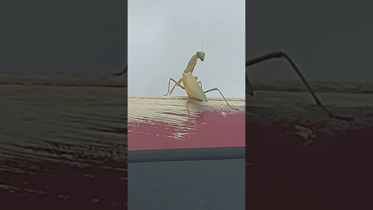 A Praying Mantis in Paradise 🤙🏻