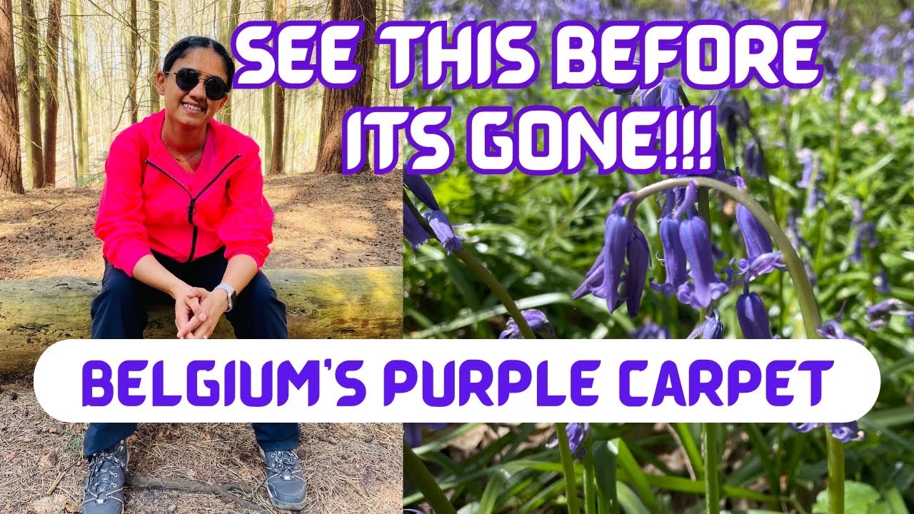 Why Belgium's Hallerbos Forest is Famous? Visit Before Its Too Late! Rare & Unseen BlueBells (FREE)