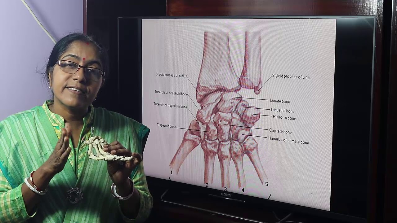Lecture On Skeleton OF The Hand