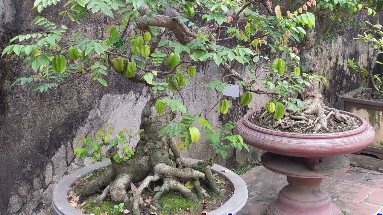 3 TRIỆU CÂY KHẾ CHUA 1.5 TRIỆU CÂY MẪU ĐƠN VÀNG  VÀ THAM KHẢO CÂY ĐẸP Ở CUỐI VIDEO NHÉ
