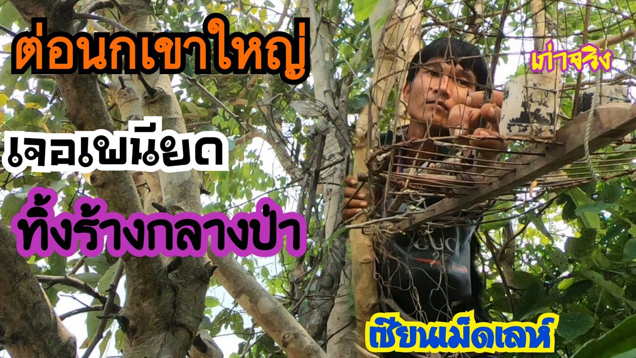 ต่อนกเขาใหญ่เจอเพนียดทิ้งร้างกลางป่า