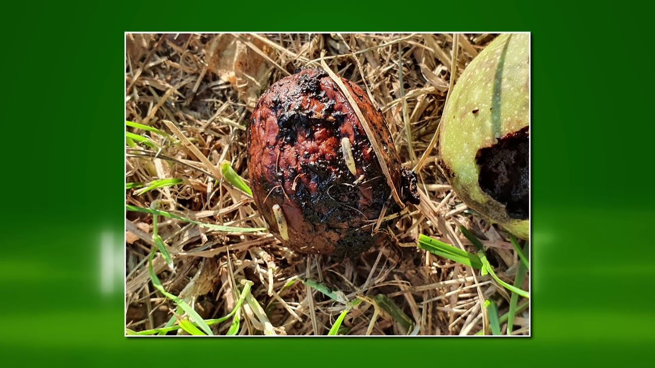 Kertbarát - Így védekezz a nyugati dióburok fúrólégy ellen!