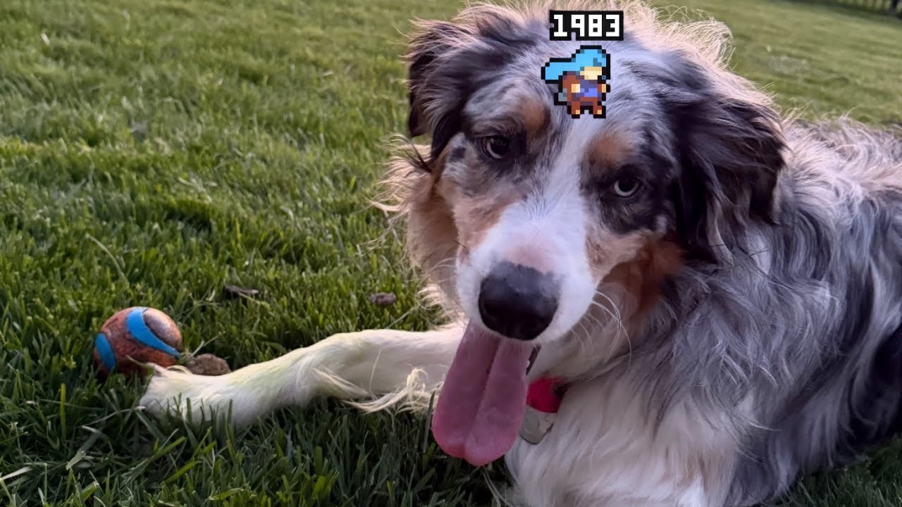 Celeste Hard List: puppyposting Full Clear + Fake Berries