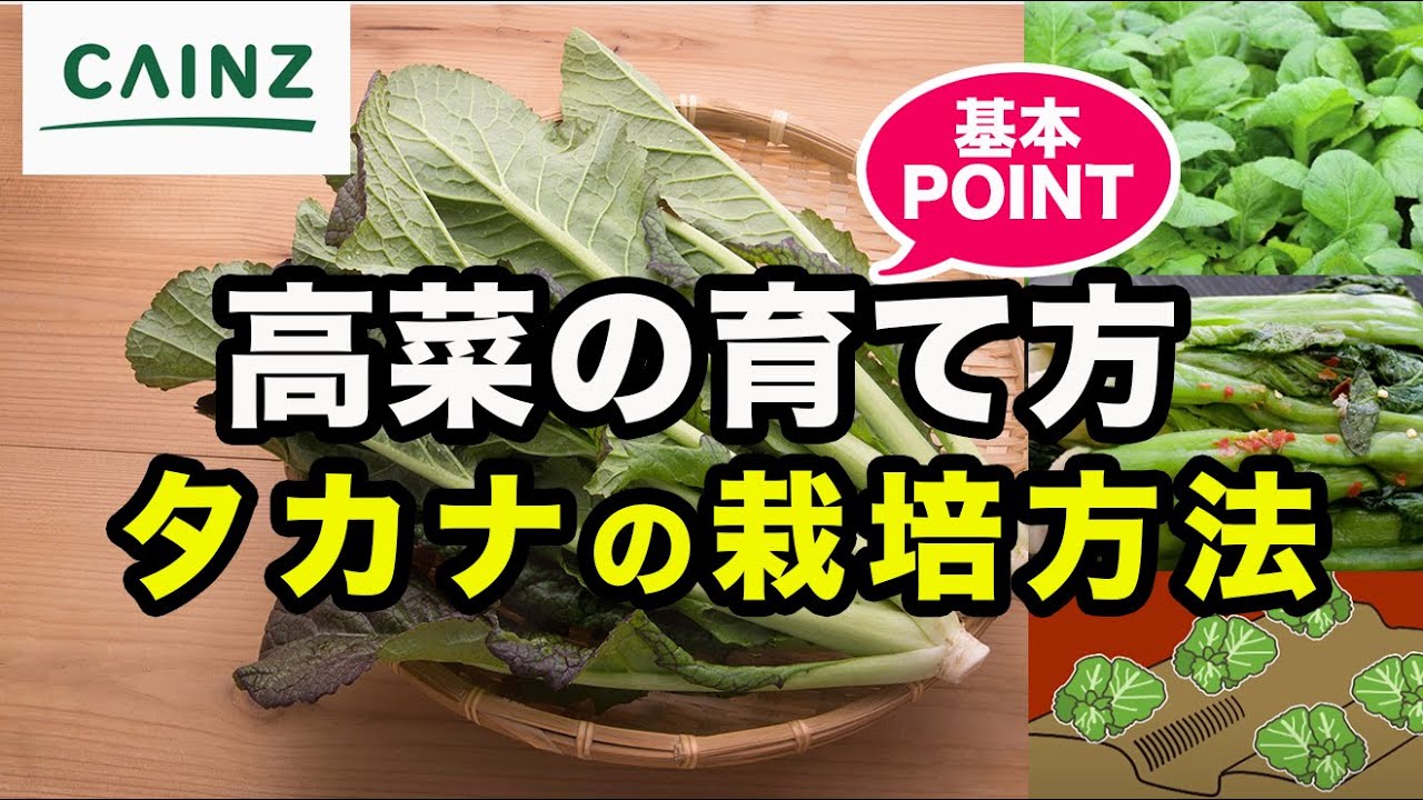高菜の栽培｜タカナの育て方【カインズ野菜栽培 】