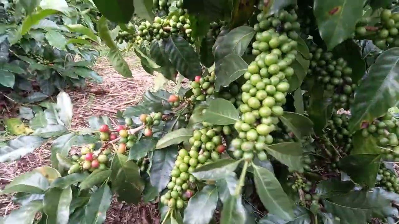 Variedad Catuaí 🙄😮😯😲🇨🇴