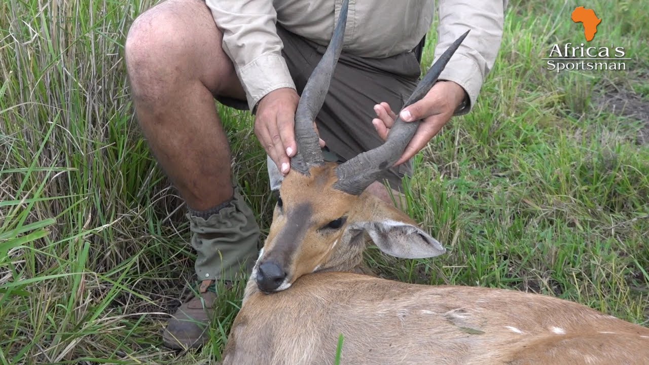 Chobe Bushbuck....always listen to your PH