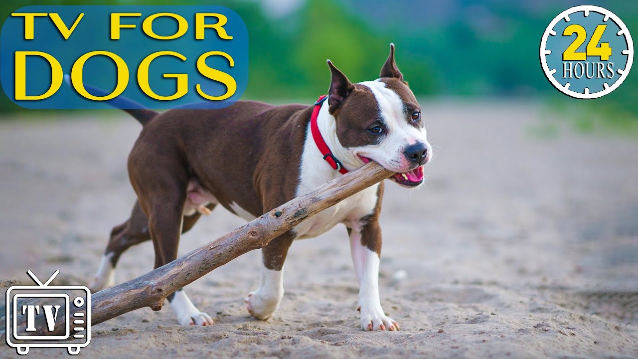 24/7 Dog TV: All Day Anti Anxiety Music for Dogs | Soothe Stress Dogs and Stop Boredom with Dog TV