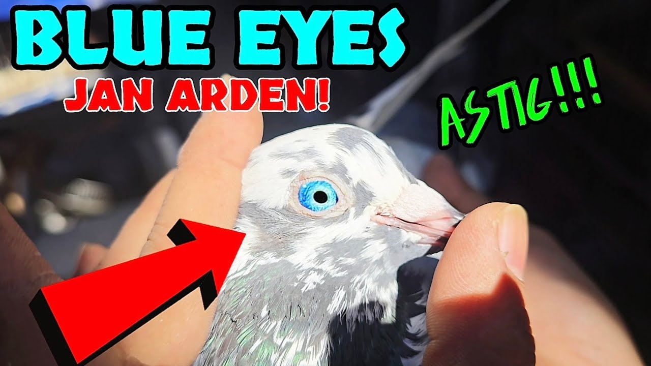 JAN ARDEN BLUE EYES ASTIG!