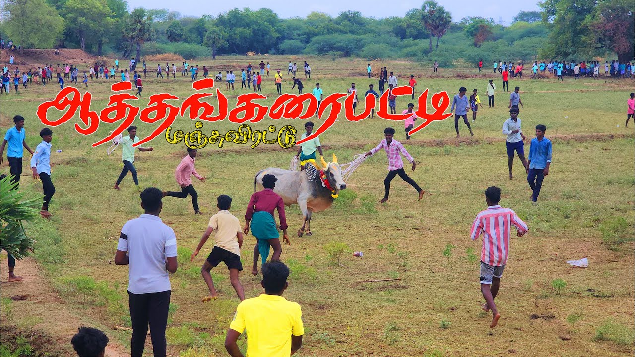 Aathankaraipatti Manjuvirattu 2025 | ஆத்தங்கரைப்பட்டி மஞ்சுவிரட்டு 2025 | Local Media