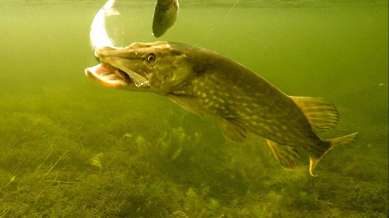 Pike fishing wt deadbaits: static vs moving underwater attacks. Рыбалка щука атака.