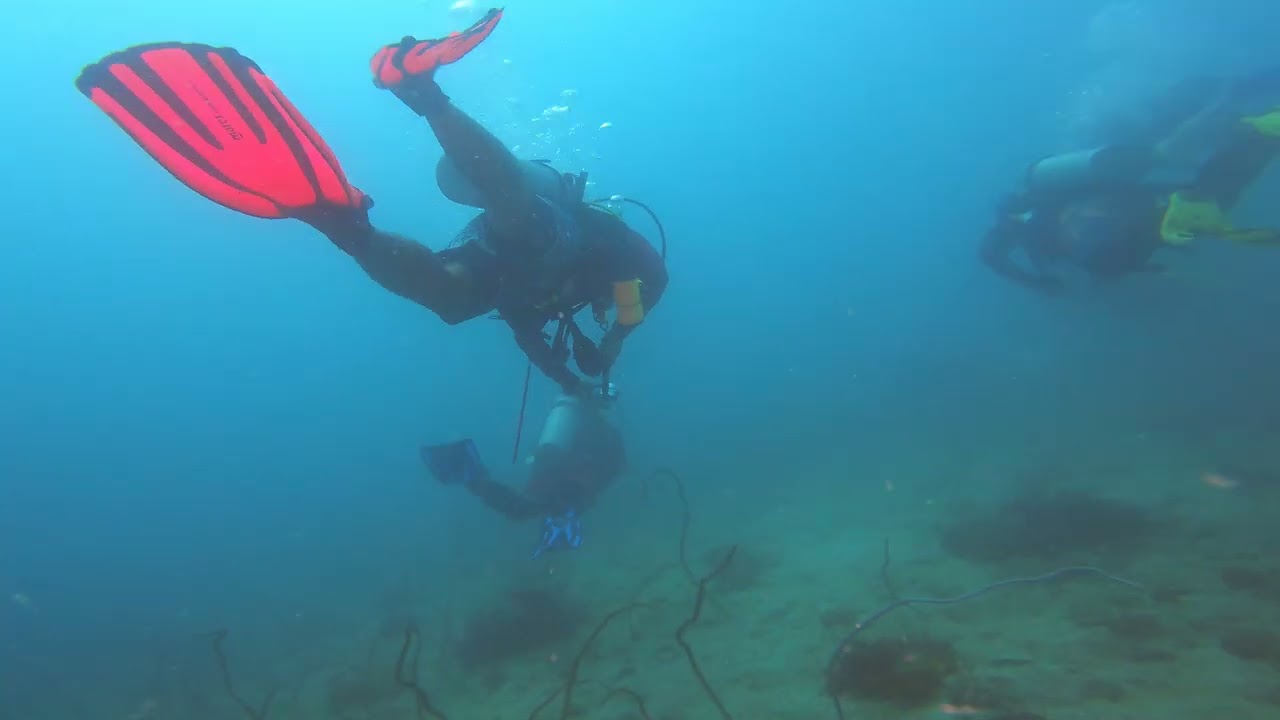 Divers Discover Mysterious Creatures Below the Surface