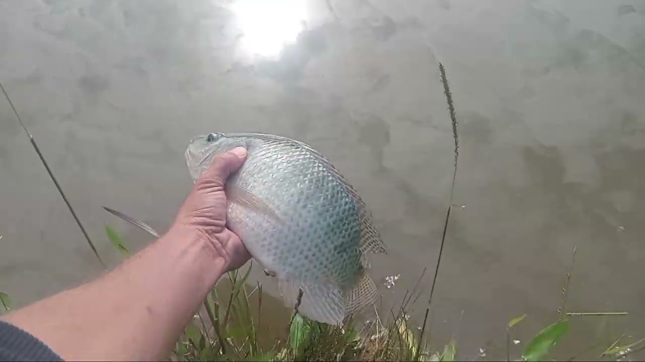 Pegando tilapia graúda , testando iscas...
