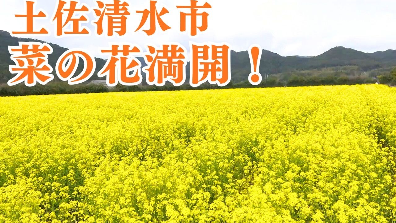 「まるで黄色い絨毯！土佐清水市大岐の菜の花が満開」2026/3/18放送