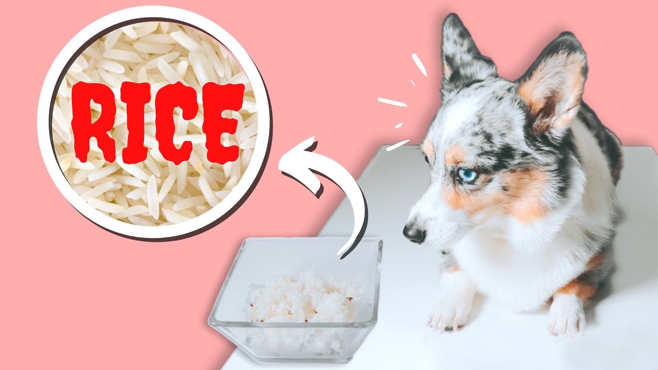 Why You Shouldn't Feed Your Dog Rice (Feed This Instead!)
