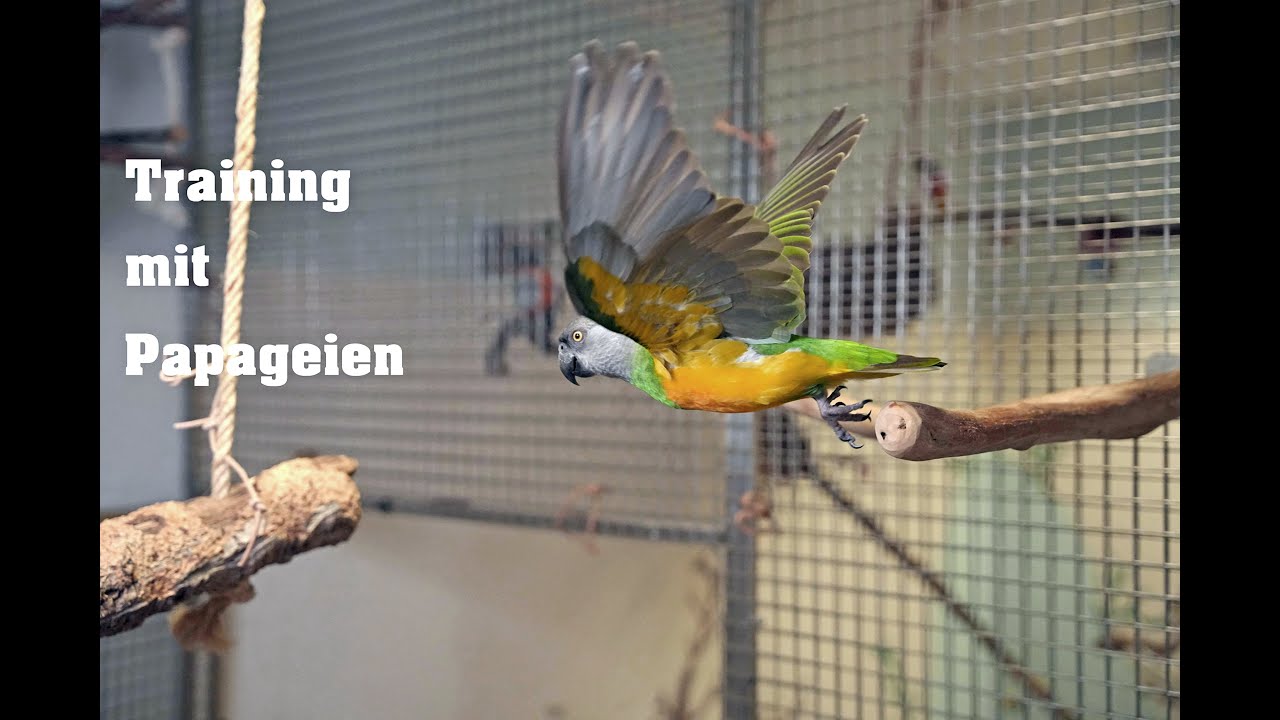 Training mit Mohrenkopfpapageien I Senegal-Parrot Training