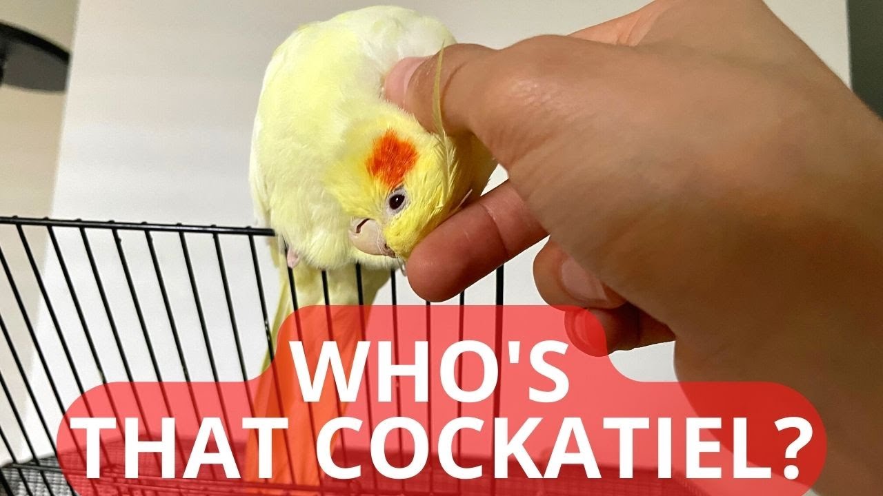 Who’s That Cockatiel?