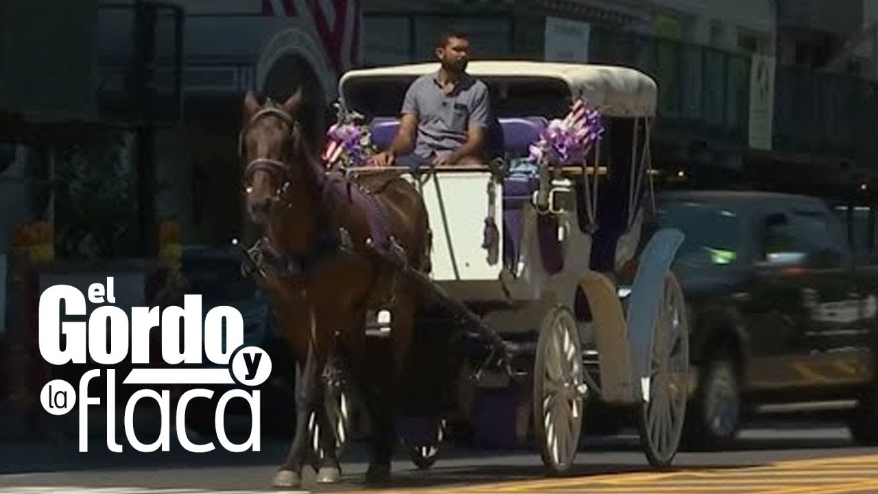 Los carruajes tirados por caballos son una tradición en Nueva York que genera polémica | GYF
