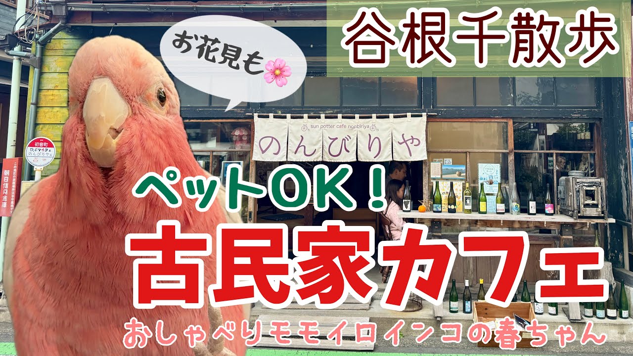 ペットとのんびり谷根千散歩♪古民家カフェでランチ＆谷中霊園でお花見🌸【おしゃべりモモイロインコの春ちゃん】