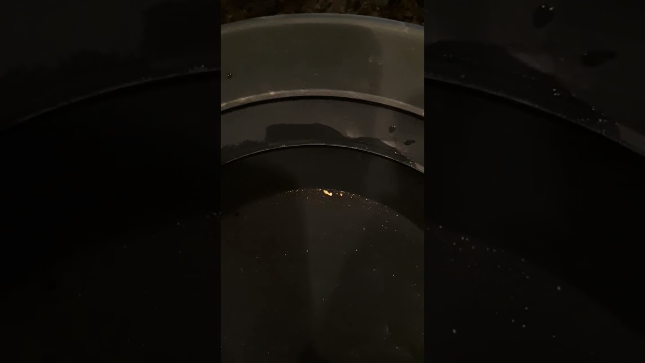 Gold panning is easy! #goldpanning #gold #prospecting #goldpicker #shorts #shortsweather