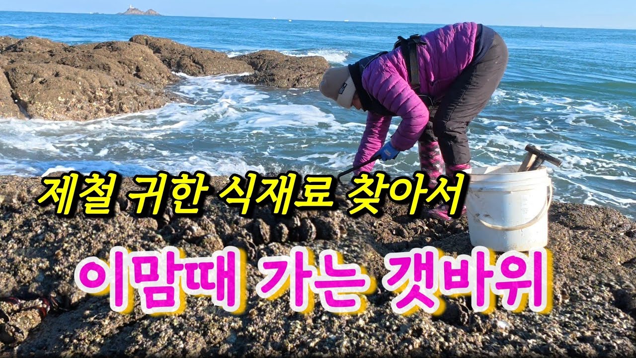 지금이 제철 ! 일년에 딱 몇번만 가능한 갯바위 무인도 해루질(자연산 홍합, 섭 따기)
