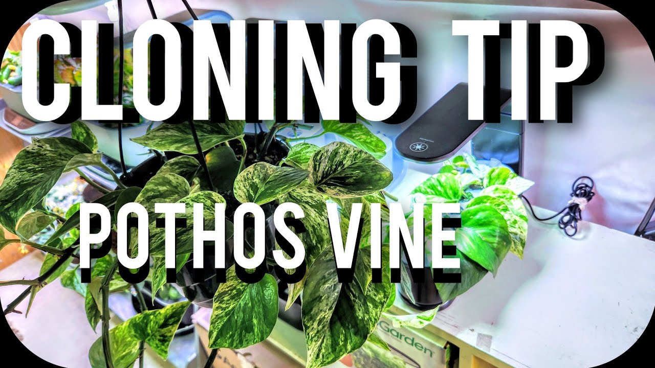 CLONING TIPS - POTHOS VINES