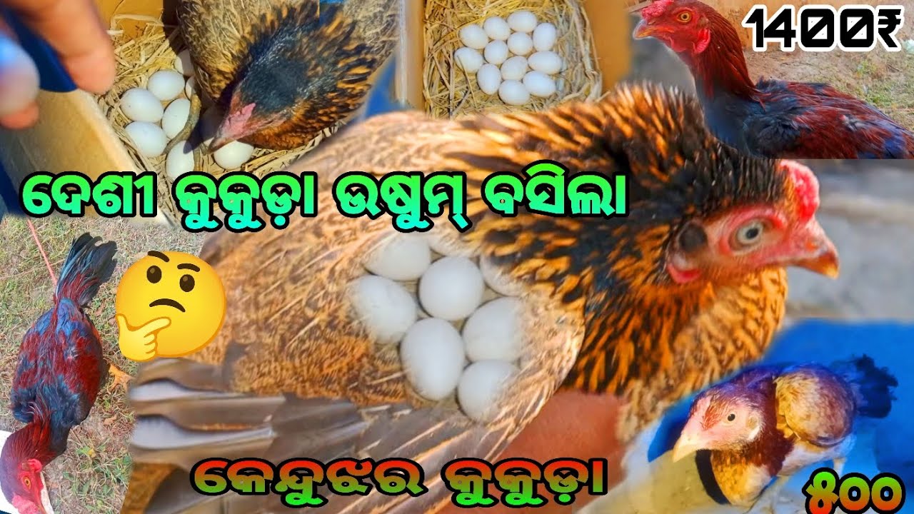 କେନ୍ଦୁଝର ଦେଶୀ କୁକୁଡ଼ା ଉଷୁମ୍ ବସିଲା 🪺🐔