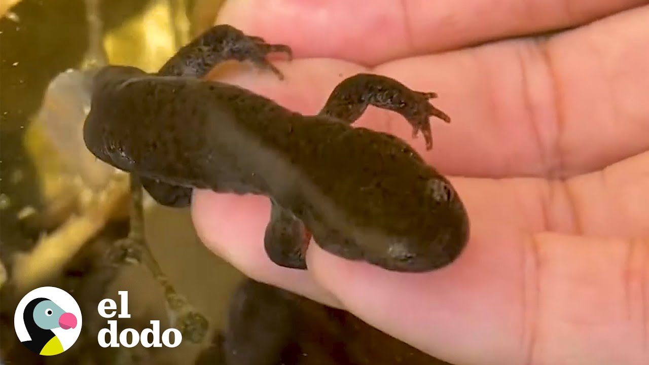 Chico rescata huevos de salamandra y los ve crecer | Corazones Salvajes | El Dodo