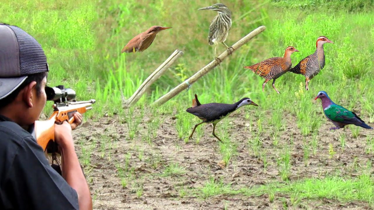 WOW‼️BERBURU BURUNG AYAM AYAM SAWAH DAN BURUNG PUNAI..