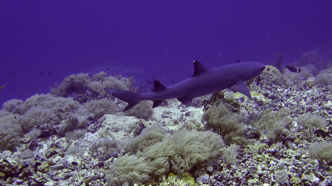 Jessie Beazley Reef - Tubbataha Reefs Natural Park