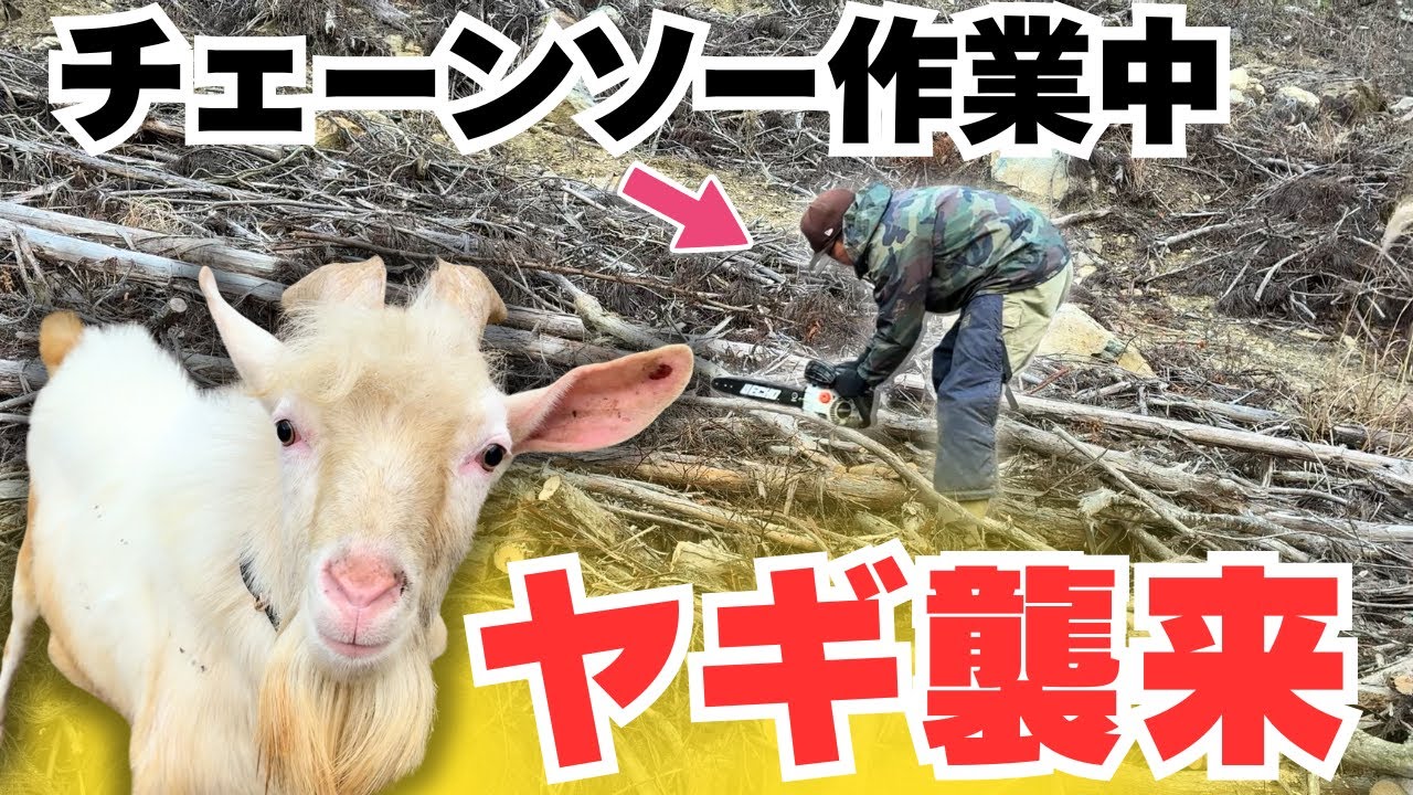 チェーンソー作業中にオスヤギ襲来？！丸太集め第6回で緊急事態発生