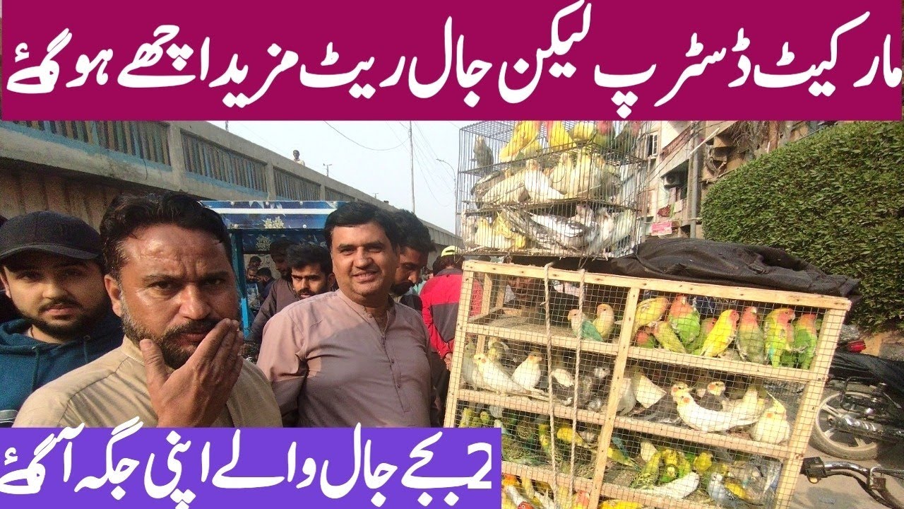 Birds Market Lalukhet Jaal Update Sunday Video 4-1-26