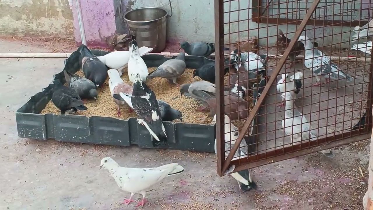 Aj fir sare parinda phga dia 😱😱Abkya hoga❤️❤️❤️🙏😱😡🤞🤞#kabutr Please koi to roko