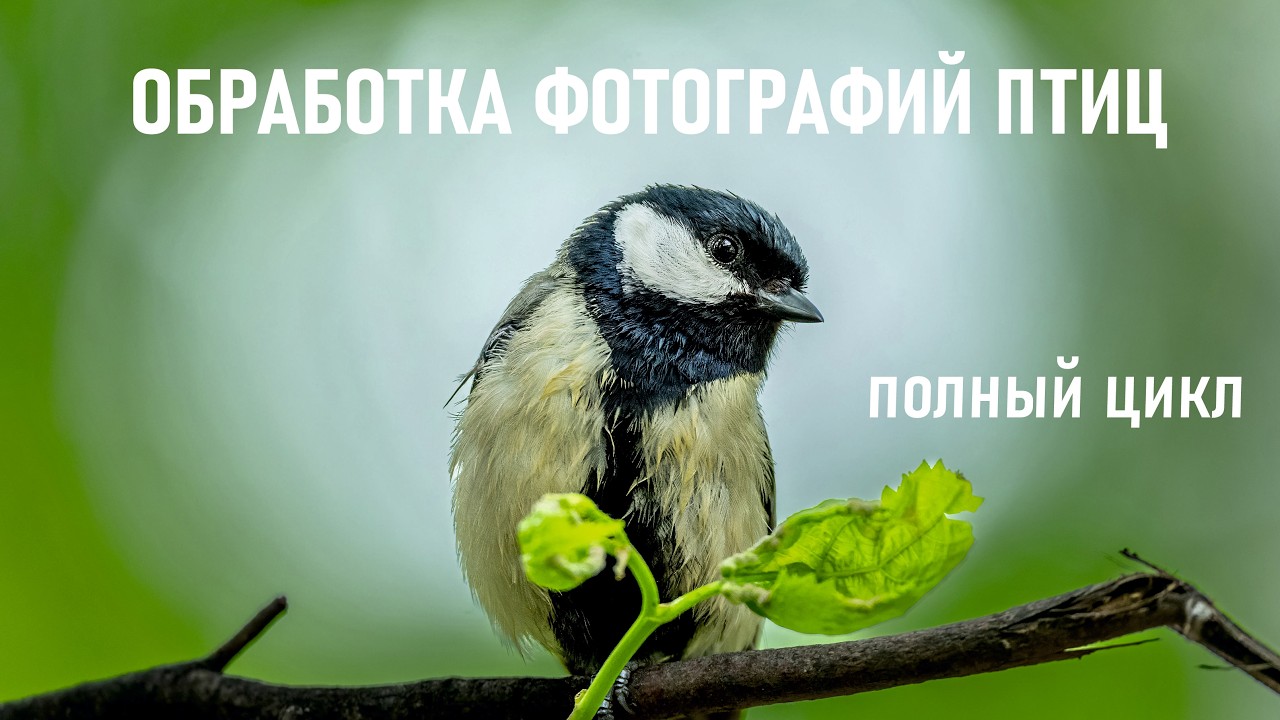 МАСТЕР-КЛАСС. ПОЛНЫЙ ЦИКЛ ОБРАБОТКИ ФОТО ПТИЦ