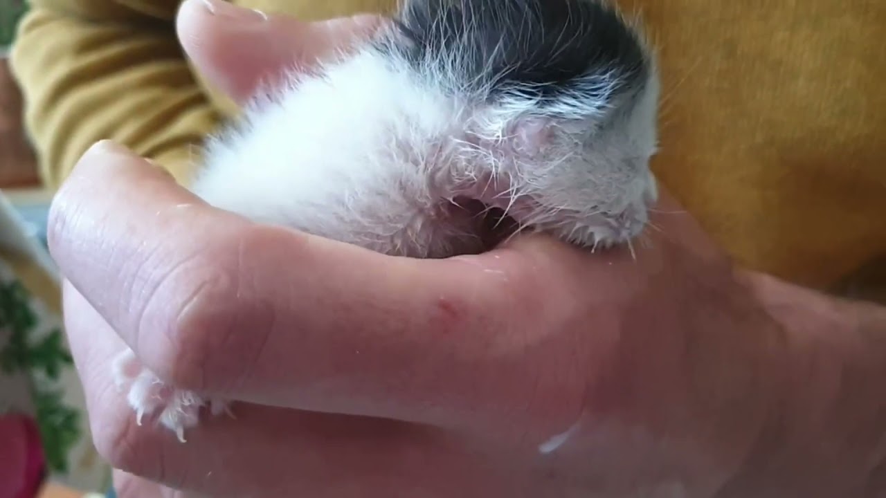 Élever un chaton au biberon, mon retour d'expérience