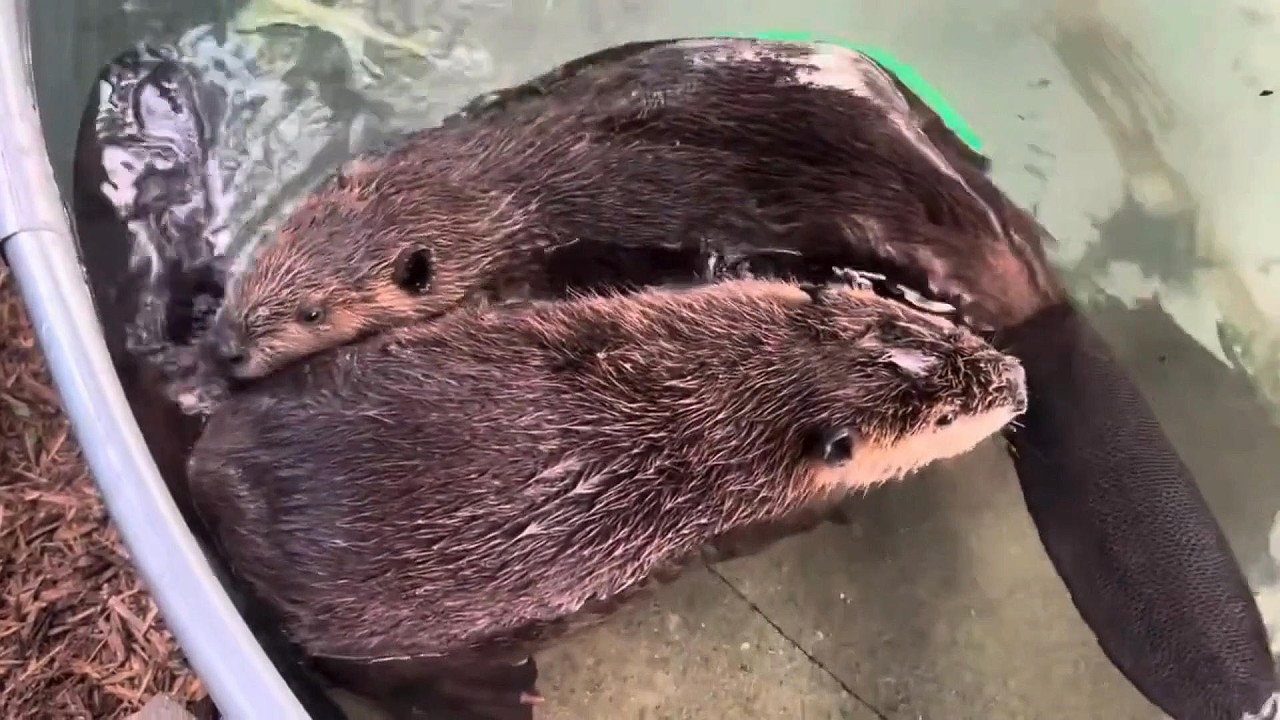 Sprout and Blossom's Rehab Story