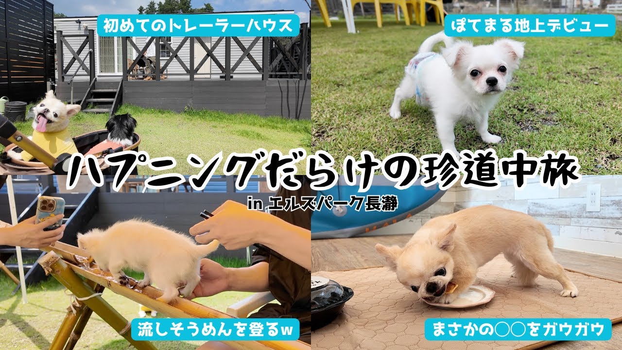 初めての３ぴきで旅行！流しそうめんで夏を満喫するはずがハプニングだらけの珍道中になりましたww【エルズパーク長瀞】