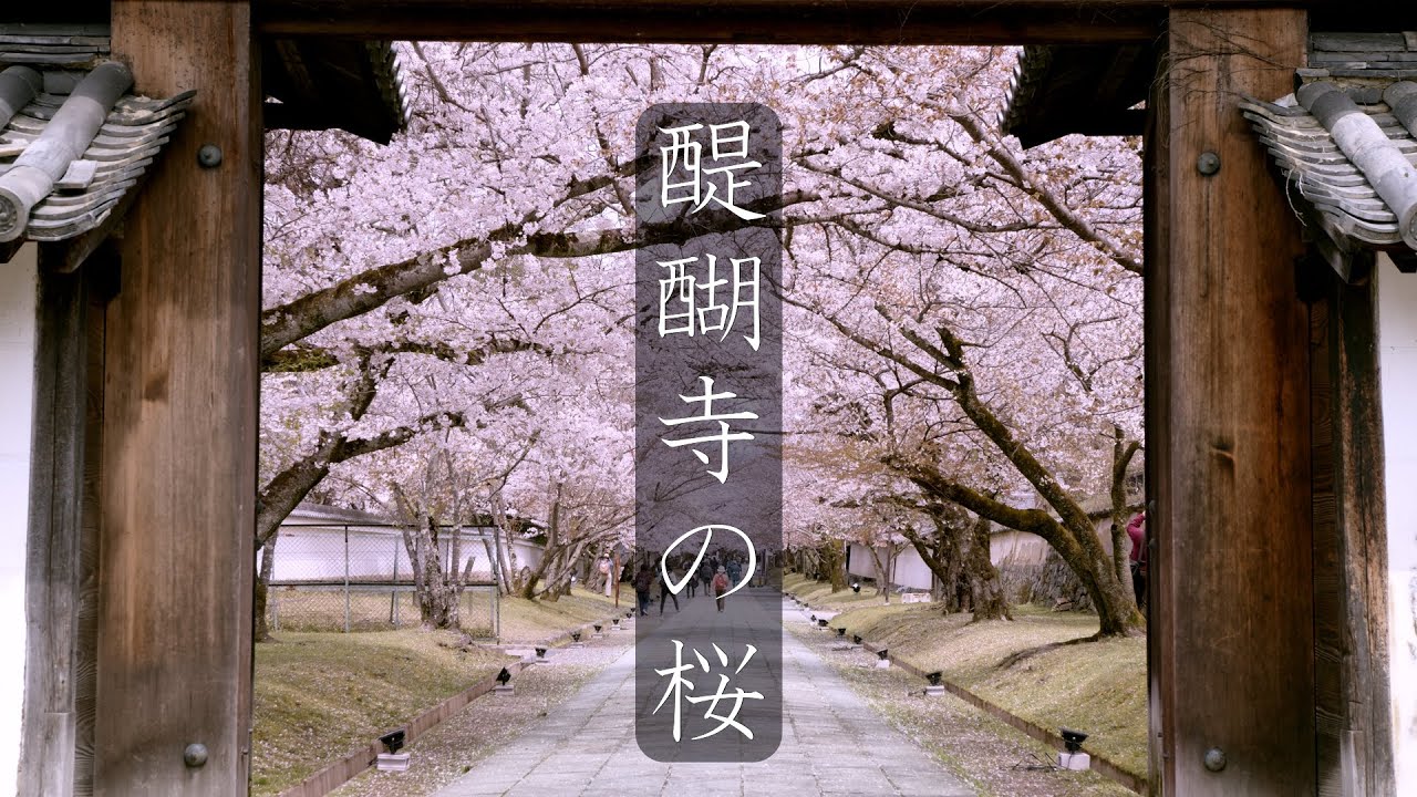 【京都 桜の名所】醍醐寺の桜 : Daigoji Temple and Cherry Blossoms（Kyoto, Japan）