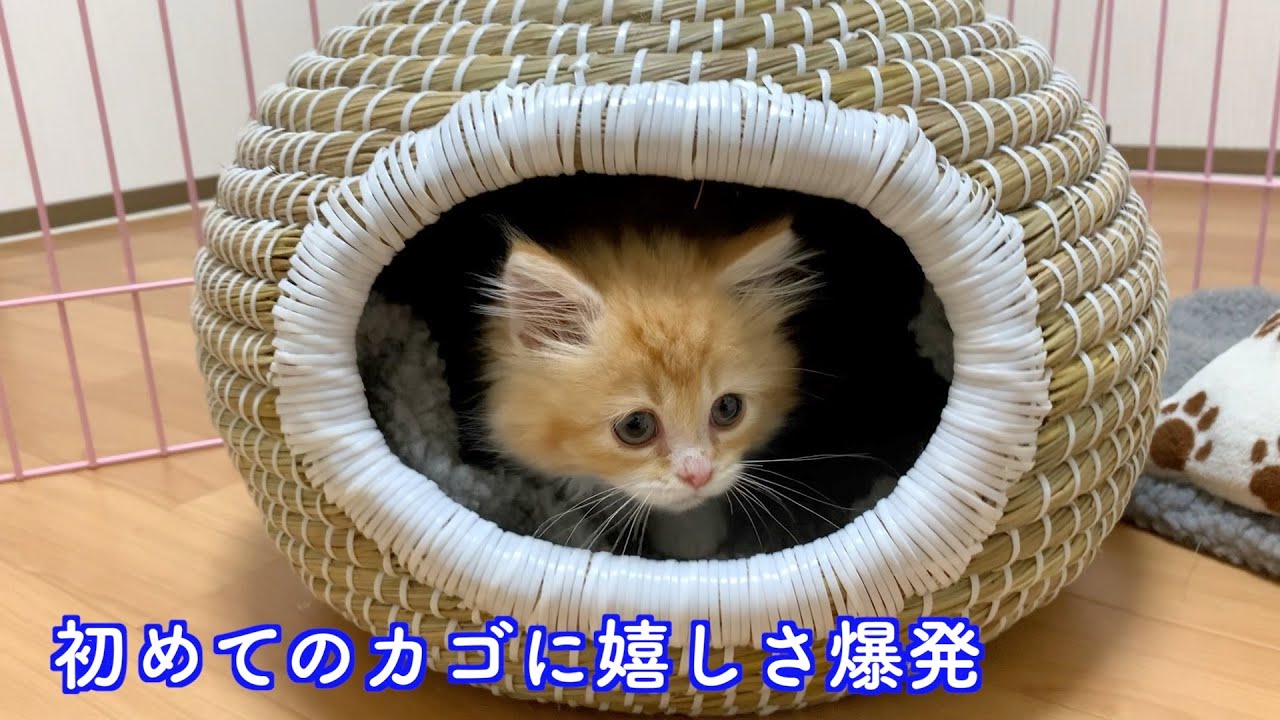 生まれて初めてのカゴに嬉しさ爆発の子猫【マンチカン】