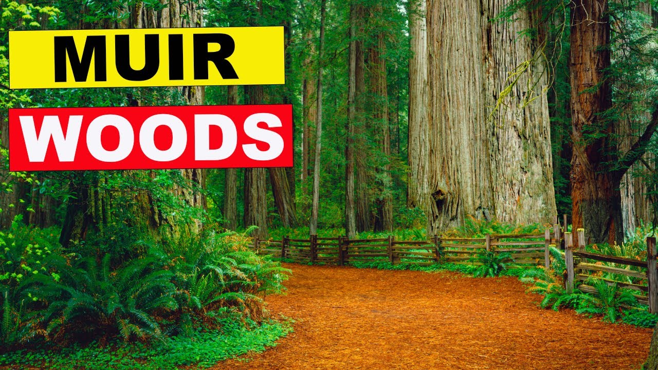 Muir Woods National Monument - Hiking Cathedral Grove